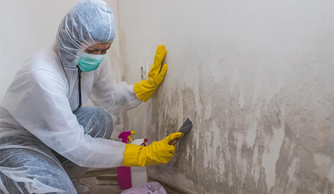 Professional worker cleaning black mold from the wall