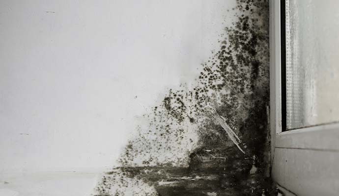 Black mold damage wall corner