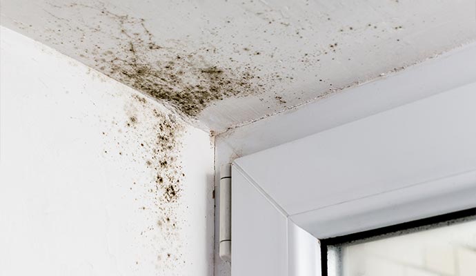 Black mold growth in a ceiling corner