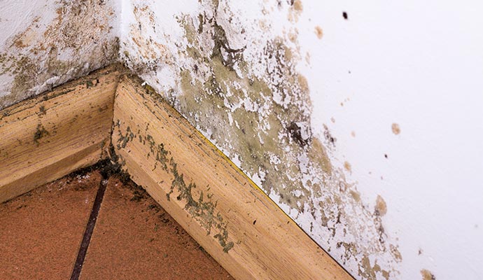 Black mold growth wall baseboard