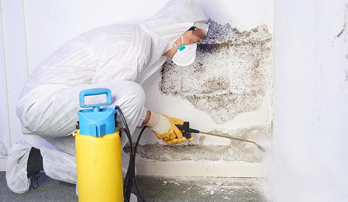 Mold decontamination service