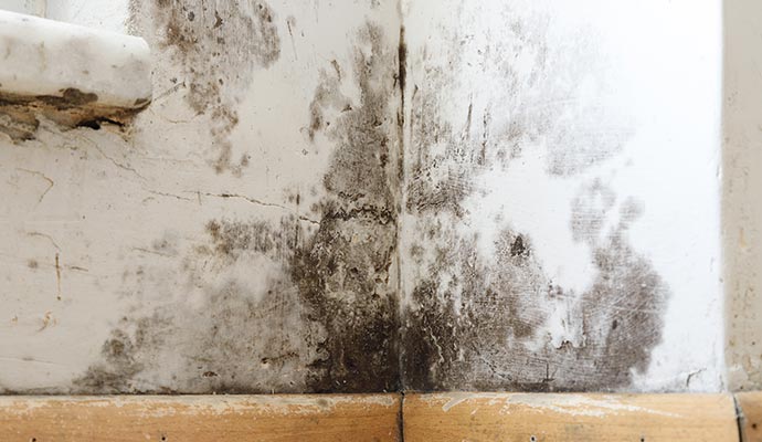 Mold growing on the wall.