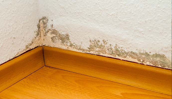 Mold growth and moisture damage on wall corner and baseboard