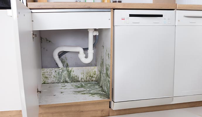 Mold growth under kitchen sink