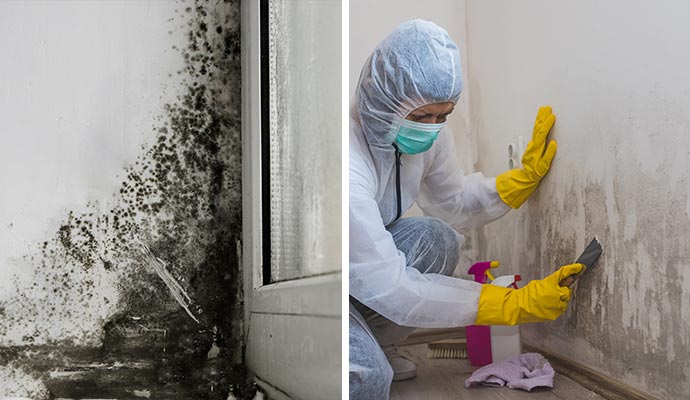 Collage of how to remove black mold from walls