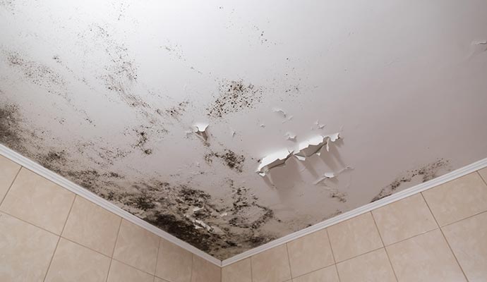 High humidity ceiling mold