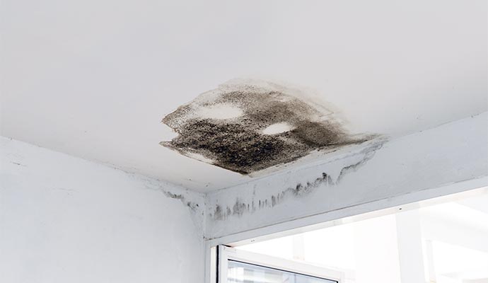 Ceiling Mold Water Damage