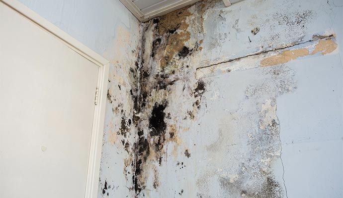 Mold Structural Damage Remediation in Livonia and Canton