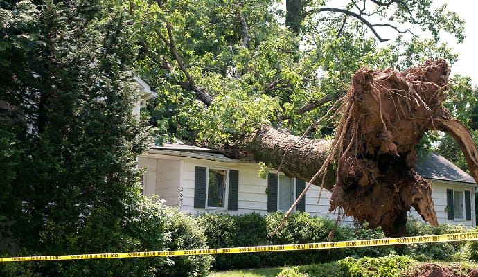 Tree Damage Cleanup in Detroit & Ann Arbor