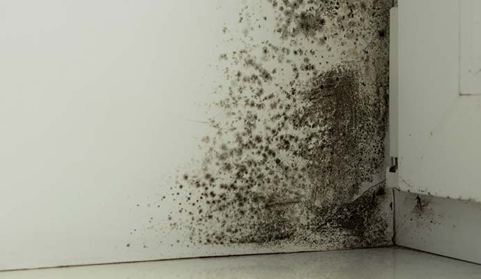 Black mold growth on interior wall corner