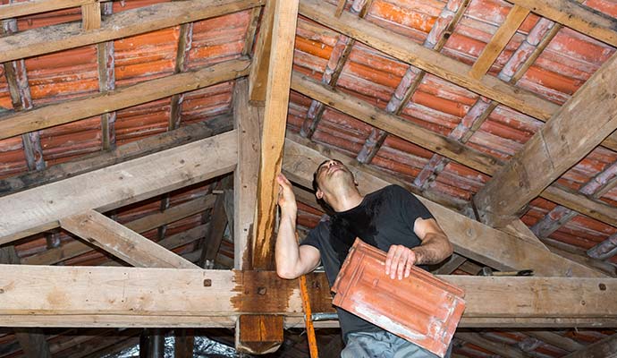 Worker inspecting attic roof leak and wooden framing