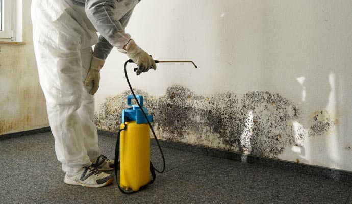 Mold remediation service