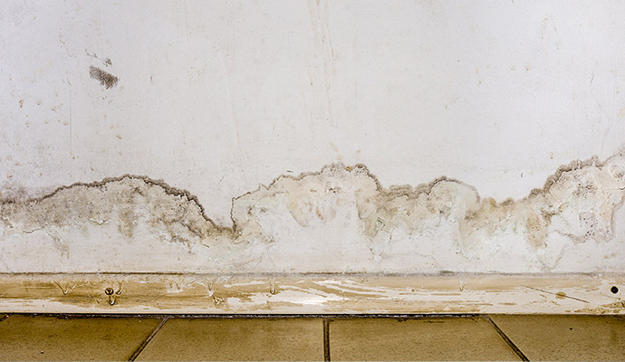 Water stain and mold damage on drywall and baseboard