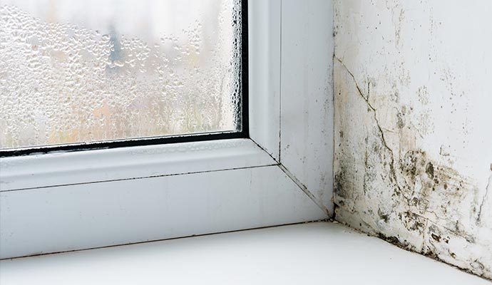 Black mold growth on a wall beside a window with heavy condensation